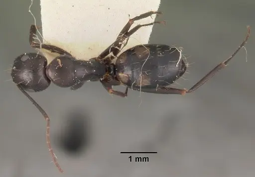 Camponotus quadrimaculatus specimen CASENT0102443 image casent0102443_1