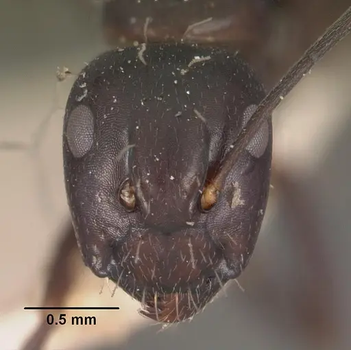 Camponotus quadrimaculatus specimen CASENT0102443 image casent0102443_2