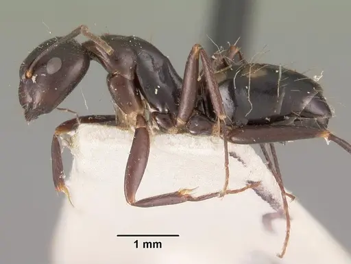 Camponotus quadrimaculatus specimen CASENT0102443 image casent0102443_3