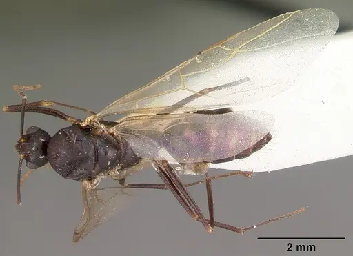 Camponotus quadrimaculatus specimen CASENT0104625 image casent0104625_1