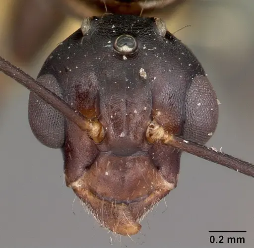 Camponotus quadrimaculatus specimen CASENT0104625 image casent0104625_2