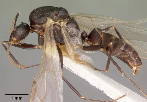 Camponotus quadrimaculatus specimen CASENT0104625 image casent0104625_3