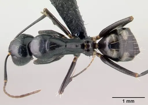 Camponotus quadrimaculatus specimen CASENT0121629 image casent0121629_1