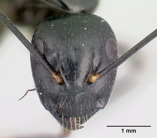 Camponotus quadrimaculatus specimen CASENT0121629 image casent0121629_2