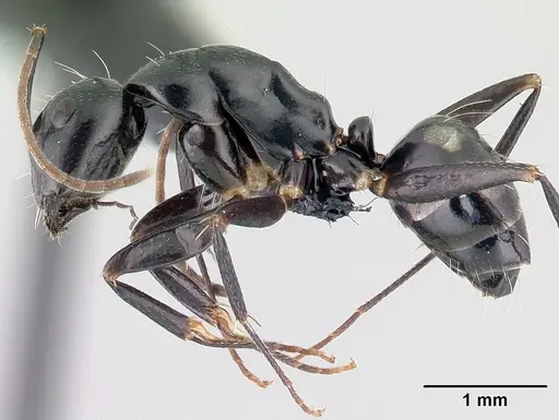 Camponotus quadrimaculatus specimen CASENT0121629 image casent0121629_3