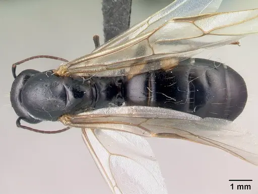 Camponotus quadrimaculatus specimen CASENT0121638 image casent0121638_1