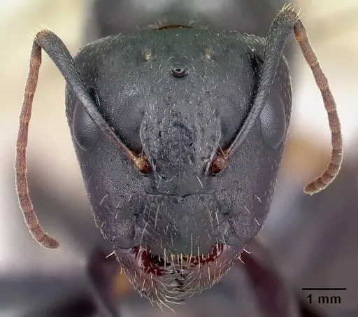 Camponotus quadrimaculatus specimen CASENT0121638 image casent0121638_2