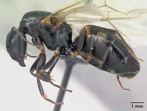 Camponotus quadrimaculatus specimen CASENT0121638 image casent0121638_3