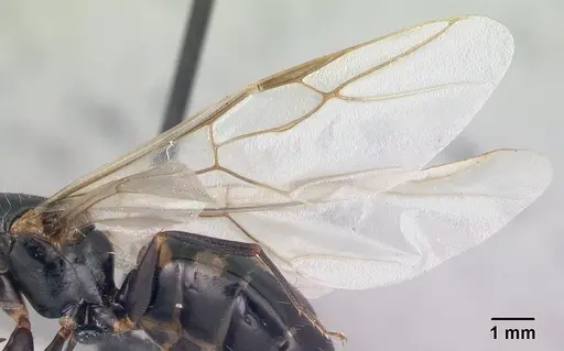 Camponotus quadrimaculatus specimen CASENT0121638 image casent0121638_4