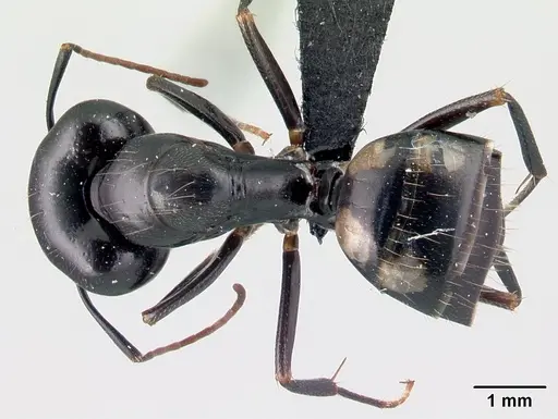 Camponotus quadrimaculatus specimen CASENT0121639 image casent0121639_1