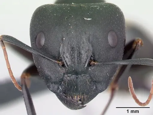 Camponotus quadrimaculatus specimen CASENT0121639 image casent0121639_2