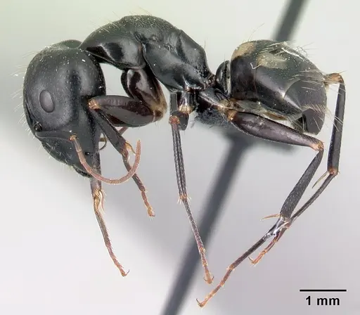 Camponotus quadrimaculatus specimen CASENT0121639 image casent0121639_3