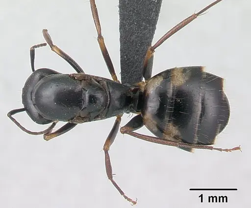 Camponotus quadrimaculatus specimen CASENT0133512 image casent0133512_1