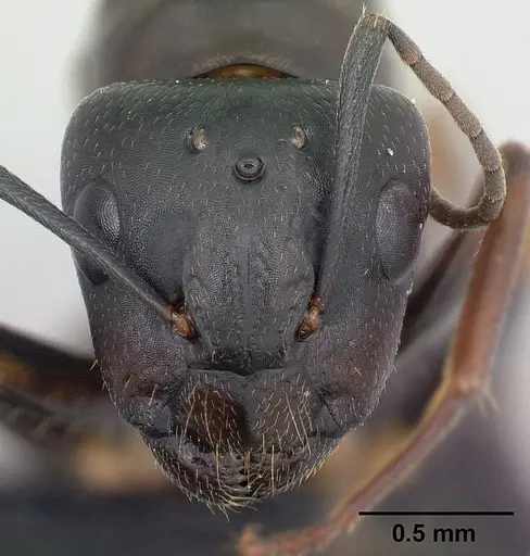 Camponotus quadrimaculatus specimen CASENT0133512 image casent0133512_2