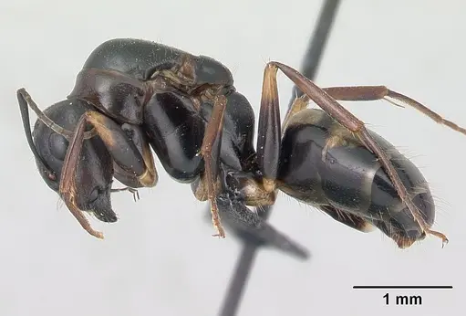 Camponotus quadrimaculatus specimen CASENT0133512 image casent0133512_3