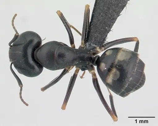 Camponotus quadrimaculatus specimen CASENT0133564 image casent0133564_1