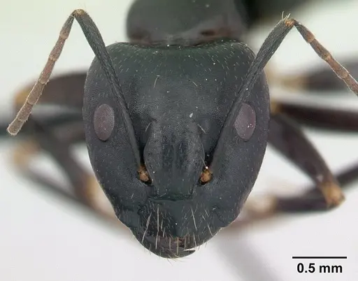 Camponotus quadrimaculatus specimen CASENT0133564 image casent0133564_2