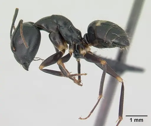 Camponotus quadrimaculatus specimen CASENT0133564 image casent0133564_3