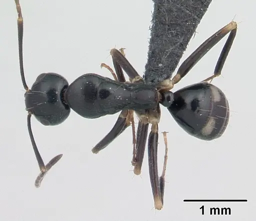 Camponotus quadrimaculatus specimen CASENT0134917 image casent0134917_1