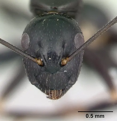 Camponotus quadrimaculatus specimen CASENT0134917 image casent0134917_2