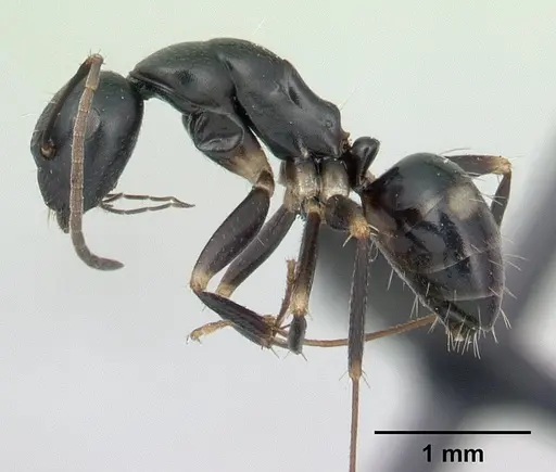 Camponotus quadrimaculatus specimen CASENT0134917 image casent0134917_3