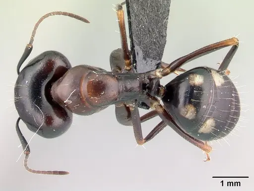 Camponotus quadrimaculatus specimen CASENT0136259 image casent0136259_1