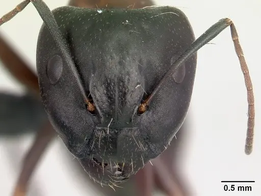 Camponotus quadrimaculatus specimen CASENT0136259 image casent0136259_2