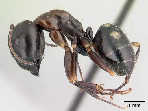 Camponotus quadrimaculatus specimen CASENT0136259 image casent0136259_3