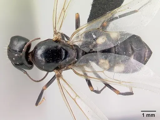 Camponotus quadrimaculatus specimen CASENT0136260 image casent0136260_1