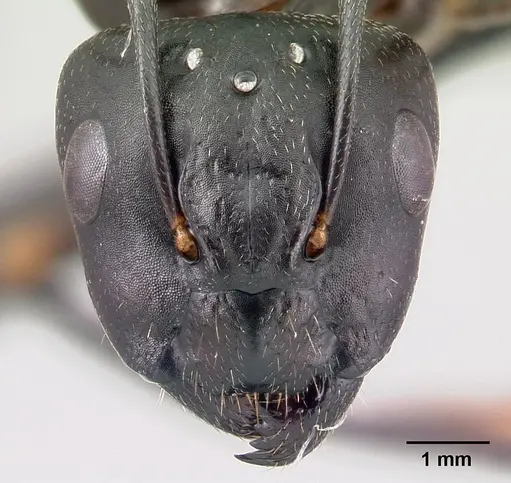 Camponotus quadrimaculatus specimen CASENT0136260 image casent0136260_2