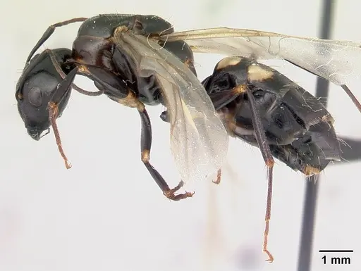 Camponotus quadrimaculatus specimen CASENT0136260 image casent0136260_3