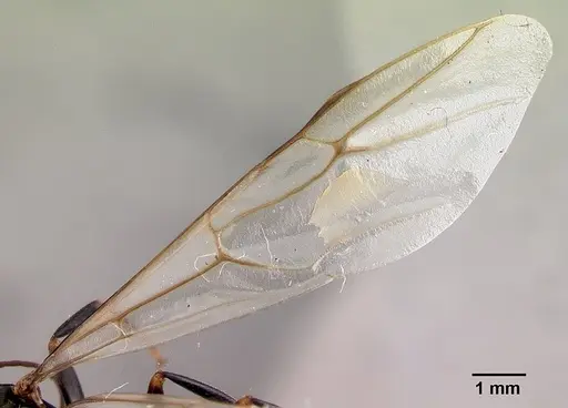 Camponotus quadrimaculatus specimen CASENT0136260 image casent0136260_4