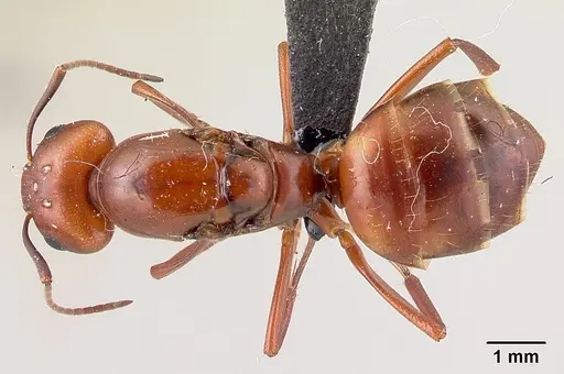 Camponotus quadrimaculatus specimen CASENT0137832 image casent0137832_1
