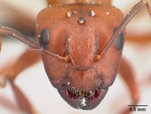 Camponotus quadrimaculatus specimen CASENT0137832 image casent0137832_2