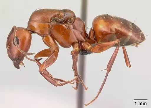 Camponotus quadrimaculatus specimen CASENT0137832 image casent0137832_3