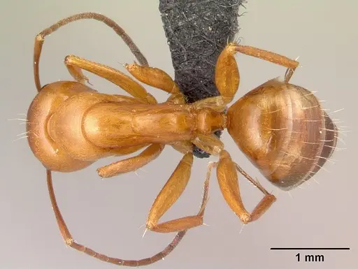 Camponotus quadrimaculatus specimen CASENT0138320 image casent0138320_1