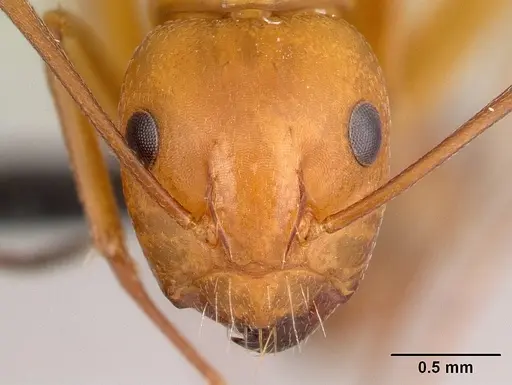 Camponotus quadrimaculatus specimen CASENT0138320 image casent0138320_2