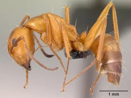 Camponotus quadrimaculatus specimen CASENT0138320 image casent0138320_3