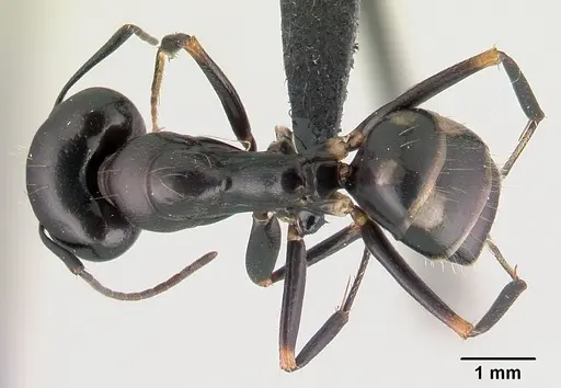 Camponotus quadrimaculatus specimen CASENT0145975 image casent0145975_1