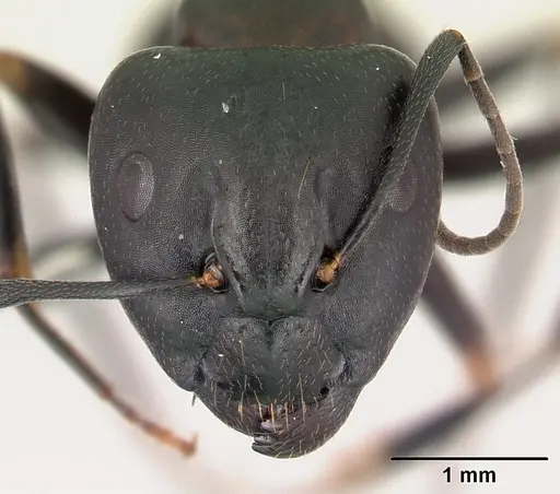 Camponotus quadrimaculatus specimen CASENT0145975 image casent0145975_2