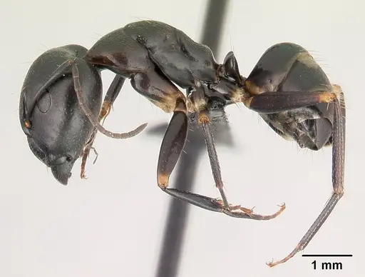 Camponotus quadrimaculatus specimen CASENT0145975 image casent0145975_3