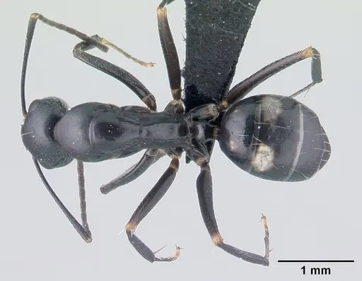 Camponotus quadrimaculatus specimen CASENT0146244 image casent0146244_1