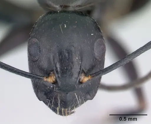 Camponotus quadrimaculatus specimen CASENT0146244 image casent0146244_2