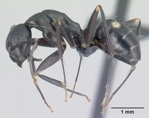 Camponotus quadrimaculatus specimen CASENT0146244 image casent0146244_3