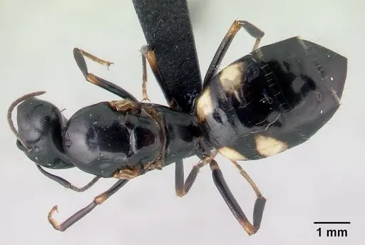 Camponotus quadrimaculatus specimen CASENT0146490 image casent0146490_1
