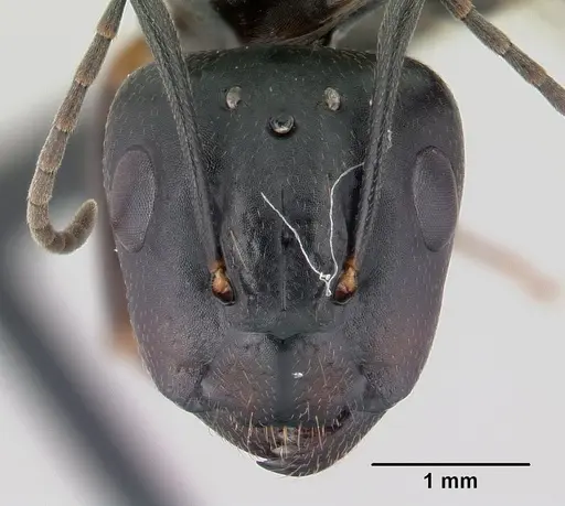 Camponotus quadrimaculatus specimen CASENT0146490 image casent0146490_2