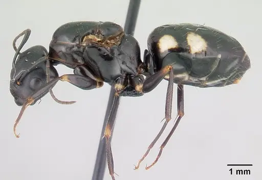 Camponotus quadrimaculatus specimen CASENT0146490 image casent0146490_3
