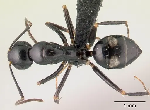 Camponotus quadrimaculatus specimen CASENT0146549 image casent0146549_1