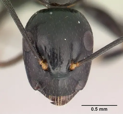 Camponotus quadrimaculatus specimen CASENT0146549 image casent0146549_2