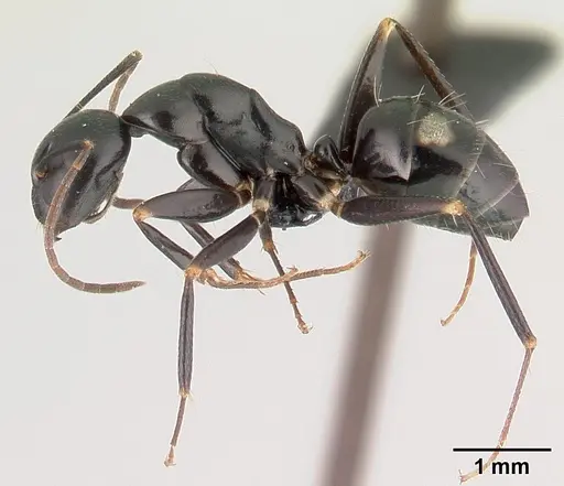 Camponotus quadrimaculatus specimen CASENT0146549 image casent0146549_3
